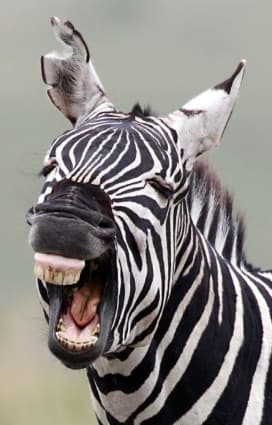 Banner image for advert: Duplikovaný inzerát